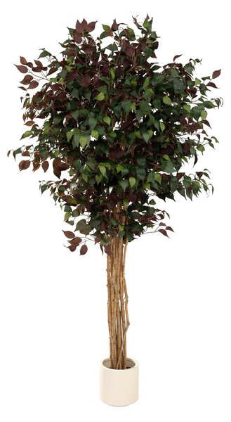 Arbore decorativ Burgundy în ghiveci 210 cm