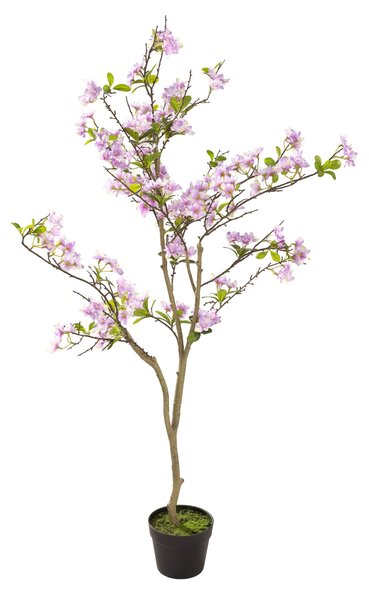 Sakura în ghiveci 130 cm