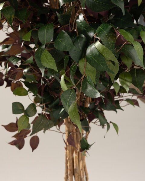 Arbore decorativ Burgundy în ghiveci 210 cm