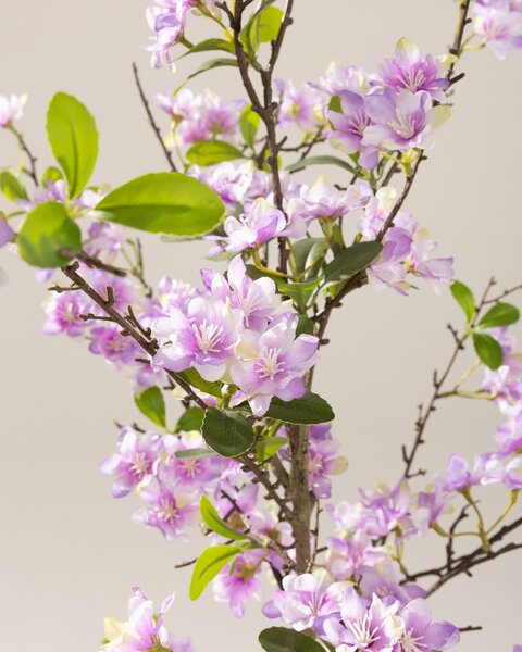 Sakura în ghiveci 130 cm