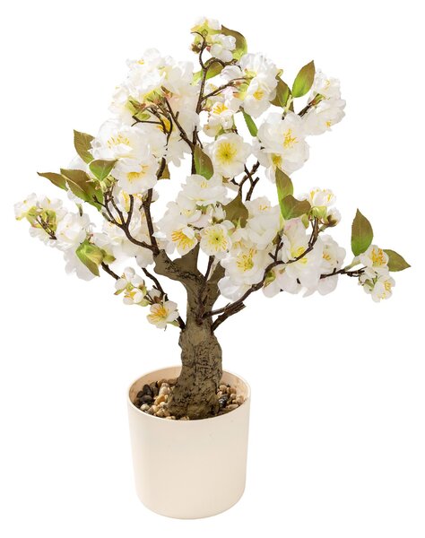 Cireș Sakura în ghiveci 50 cm