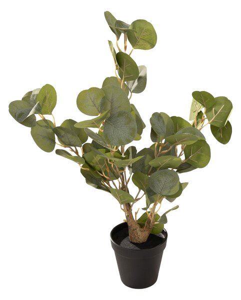 Eucalipt Mini în ghiveci 50 cm