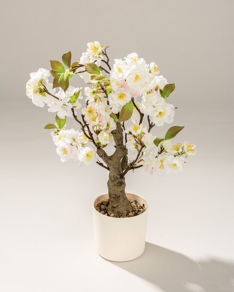 Cireș Sakura în ghiveci 50 cm