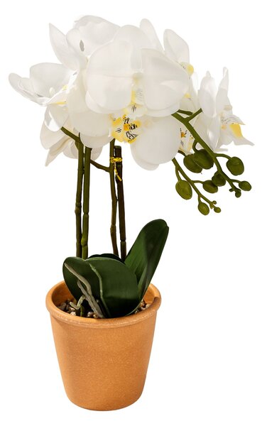 Orhidee Orchidea White în ghiveci 45 cm
