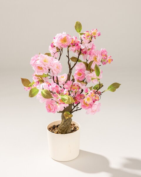 Arbore Sakura Pink înflorit în ghiveci 50 cm