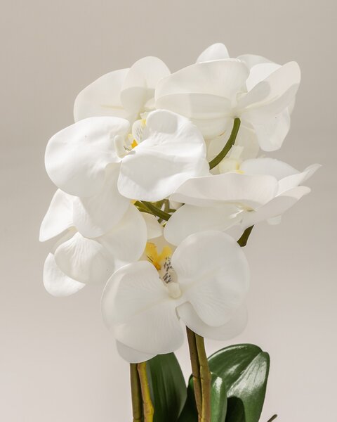 Orhidee Orchidea White în ghiveci 45 cm