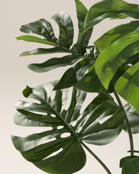 Monstera Mini în ghiveci 90 cm