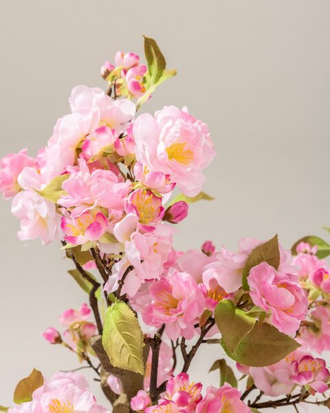 Arbore Sakura Pink înflorit în ghiveci 50 cm