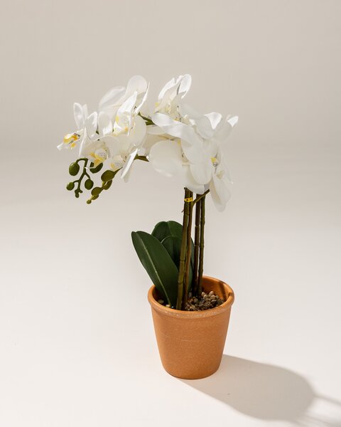 Orhidee Orchidea White în ghiveci 45 cm