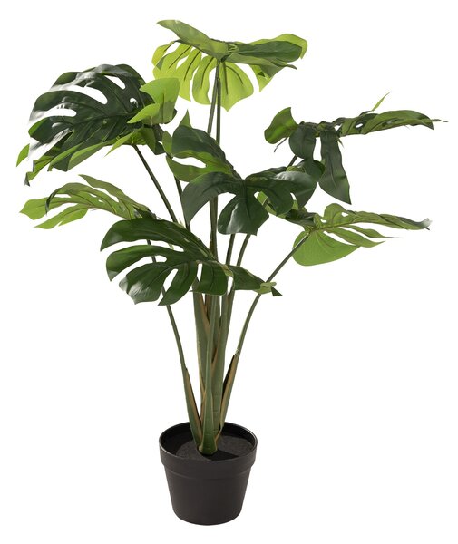 Monstera Mini în ghiveci 90 cm