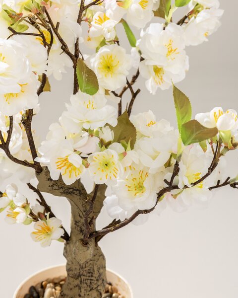 Cireș Sakura în ghiveci 50 cm