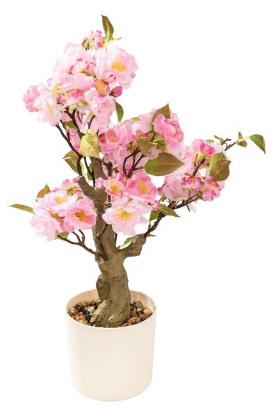 Arbore Sakura Pink înflorit în ghiveci 50 cm