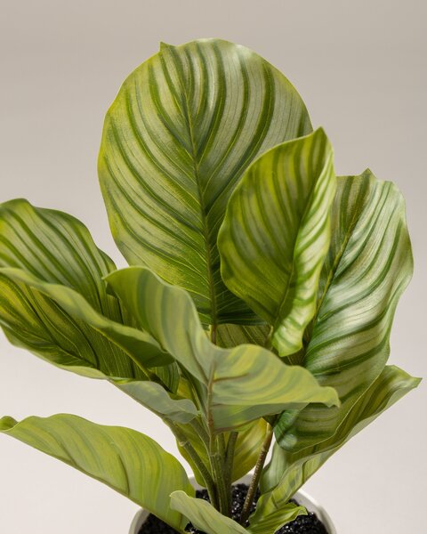 Calathea decorativă în ghiveci 35 cm
