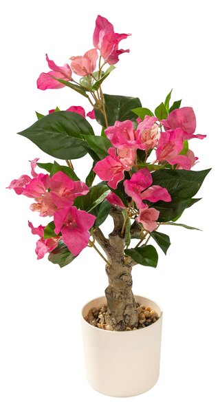 Bougainvillea Mini în ghiveci 55 cm