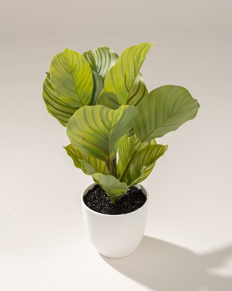 Calathea decorativă în ghiveci 35 cm