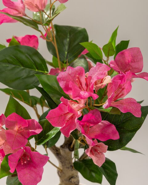 Bougainvillea Mini în ghiveci 55 cm