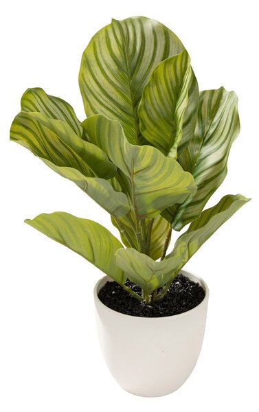 Calathea decorativă în ghiveci 35 cm