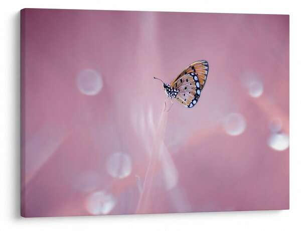 Tablou - Fluture (70x50 cm)