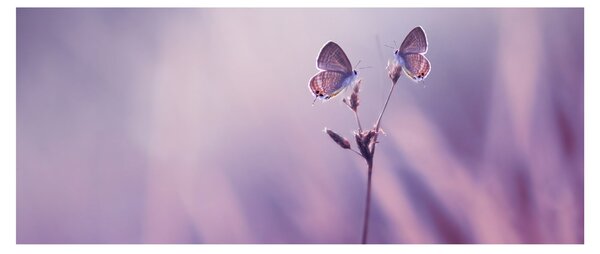 Tablou - Fluturi mov (120x50 cm)