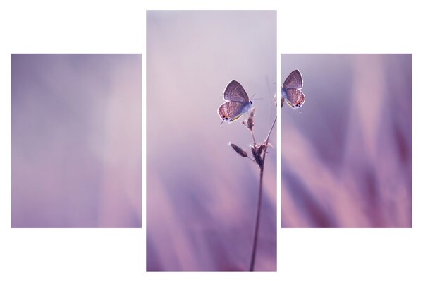 Tablou - Fluturi mov (90x60 cm)