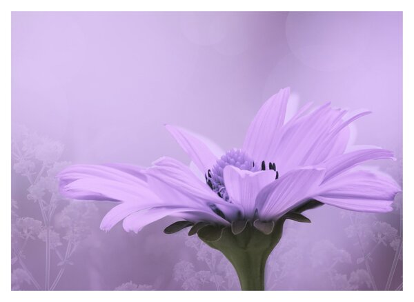 Tablou - Flori mov (70x50 cm)