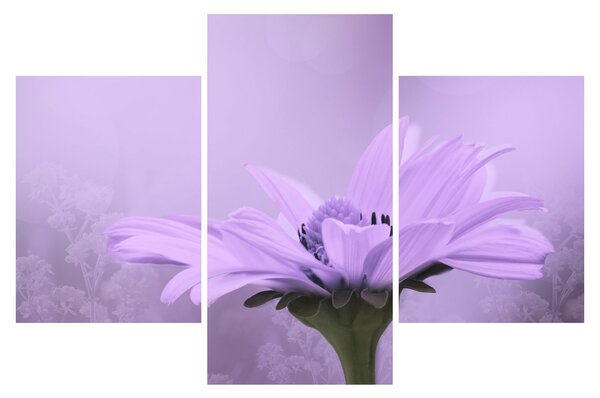 Tablou - Flori mov (90x60 cm)