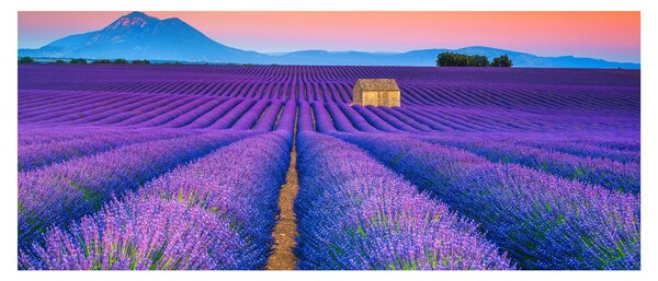 Tablou - Câmp de levănțica (120x50 cm)