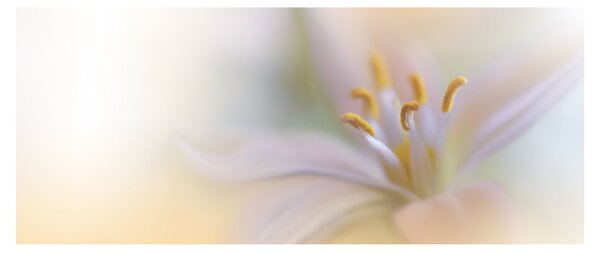 Tablou - Floare fragedă (120x50 cm)
