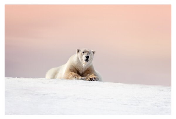 Tablou - Urs polar (90x60 cm)