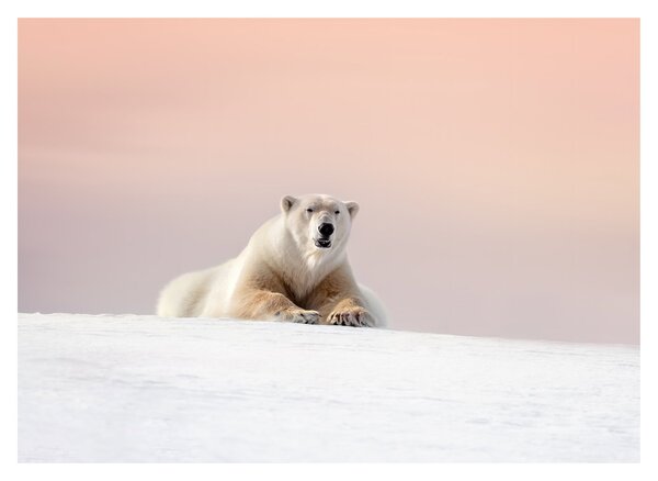 Tablou - Urs polar (70x50 cm)