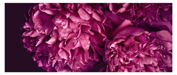 Tablou - Floarea bujorului (120x50 cm)