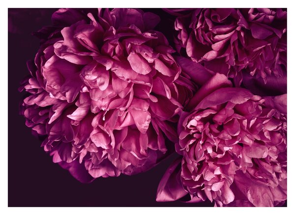 Tablou - Floarea bujorului (70x50 cm)