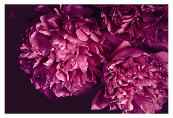 Tablou - Floarea bujorului (90x60 cm)
