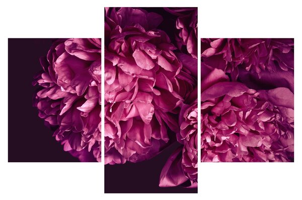 Tablou - Floarea bujorului (90x60 cm)