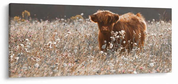 Tablou - Vacă scoțiană (120x50 cm)