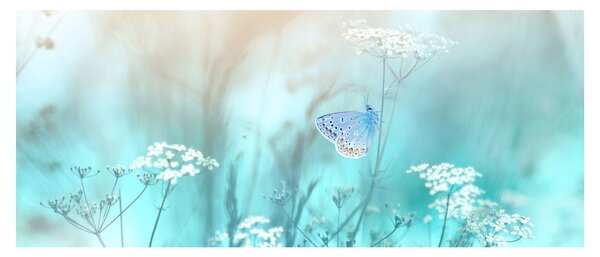 Tablou - Fluture în albastru (120x50 cm)