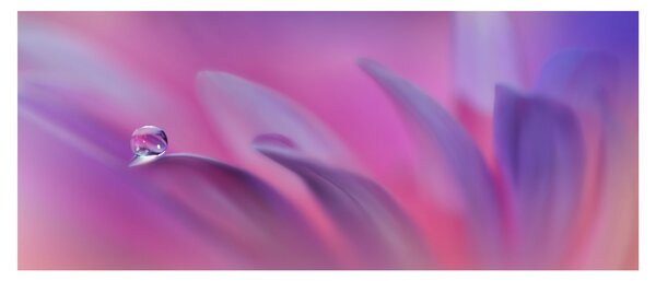 Tablou - Picătură pe floare (120x50 cm)