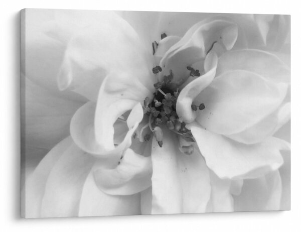 Tablou - Floare,alb-negru (70x50 cm)