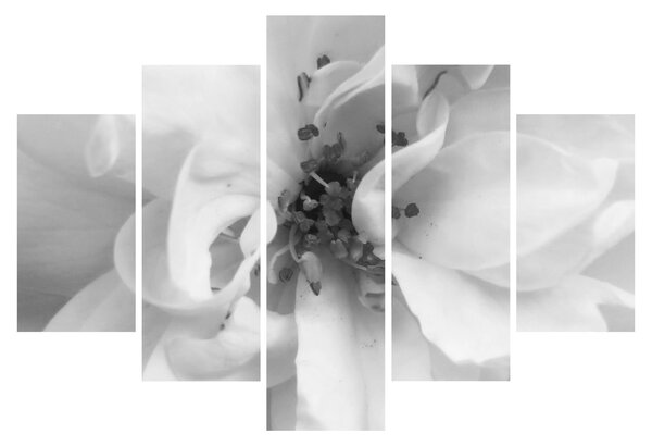 Tablou - Floare,alb-negru (150x105 cm)