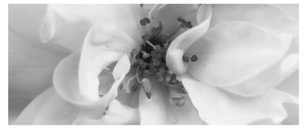 Tablou - Floare,alb-negru (120x50 cm)