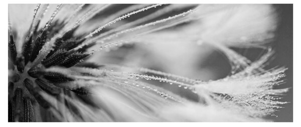 Tablou - Macro,alb-negru (120x50 cm)