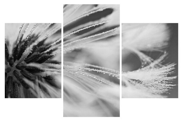 Tablou - Macro,alb-negru (90x60 cm)