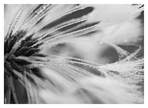 Tablou - Macro,alb-negru (70x50 cm)