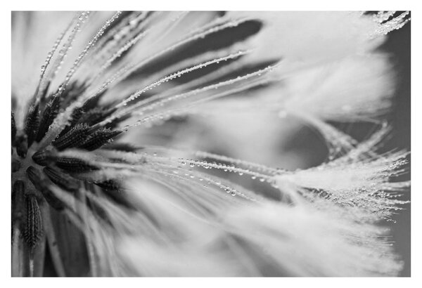 Tablou - Macro,alb-negru (90x60 cm)