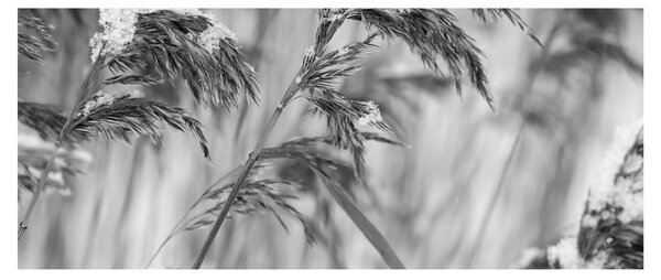 Tablou - Tei,alb-negru (120x50 cm)