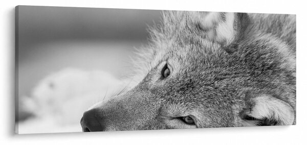 Tablou - Lup,alb-negru (120x50 cm)