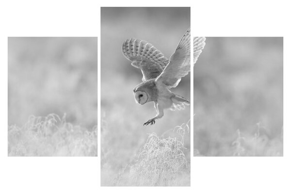 Tablou - Bufniță,alb-negru (90x60 cm)