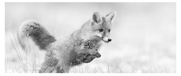 Tablou - Vulpe care sare,alb-negru (120x50 cm)