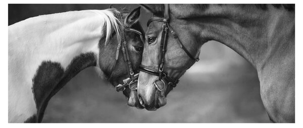 Tablou - Cai îndrăgostiți,alb-negru (120x50 cm)