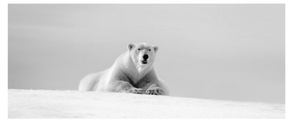 Tablou - Urs polar,alb-negru (120x50 cm)